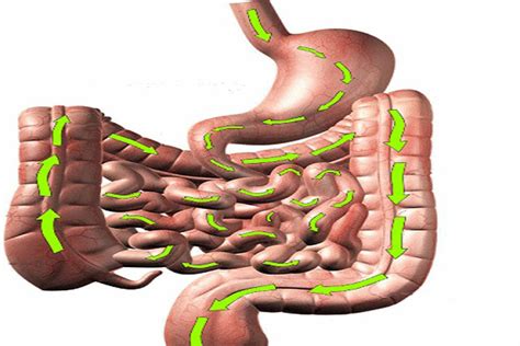 verechan|Virechana Treatment: An Ayurvedic Deep Clean